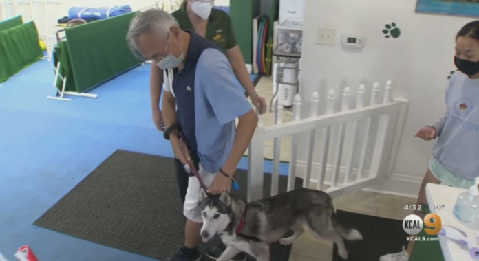Both Dogs And Owners Experiencing Separation Anxiety As Workplaces Open