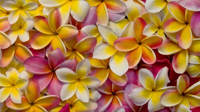 Plumeria Day Will Soon Flower at LA Arboretum – NBC